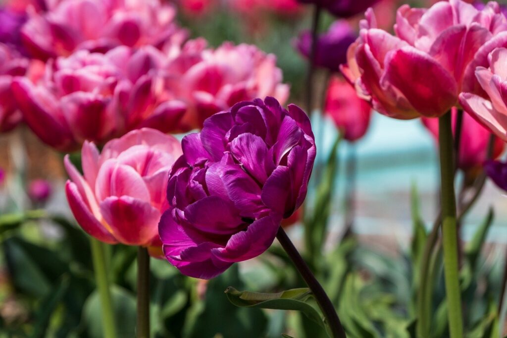 tulips, pink tulips, pink flowers-7939528.jpg